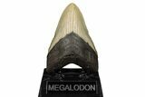 Fossil Megalodon Tooth - North Carolina #190844-2